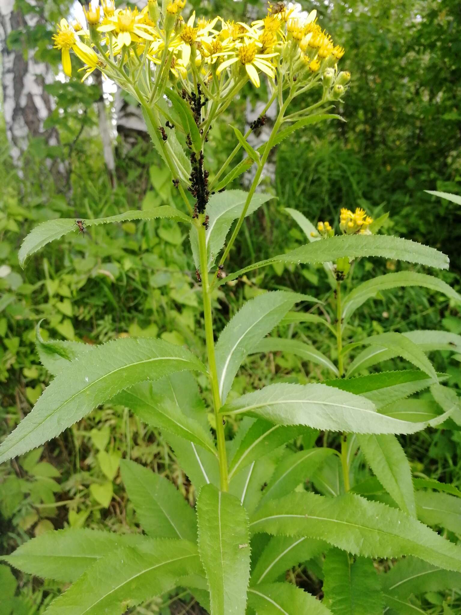 Image of Senecio sarracenicus L.