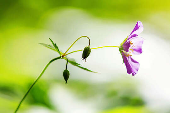 Imagem de Geranium maculatum L.