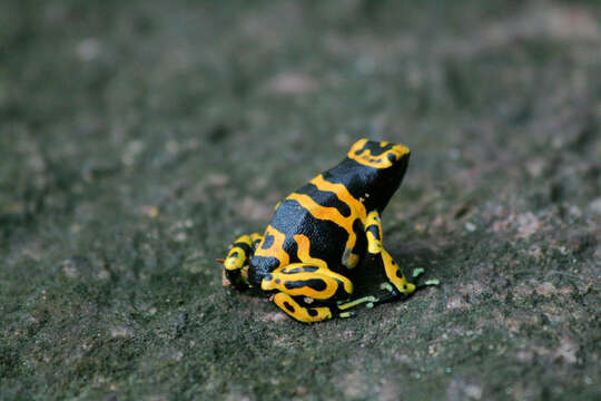 Image de Dendrobate jaune et noir