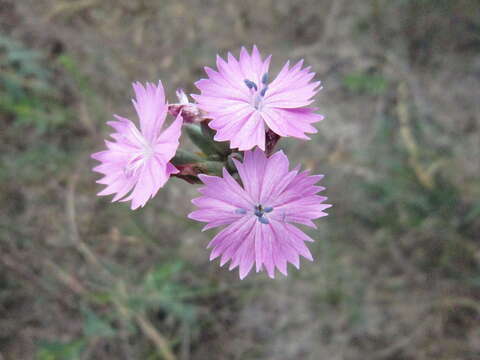 Image of Dianthus polymorphus Bieb.