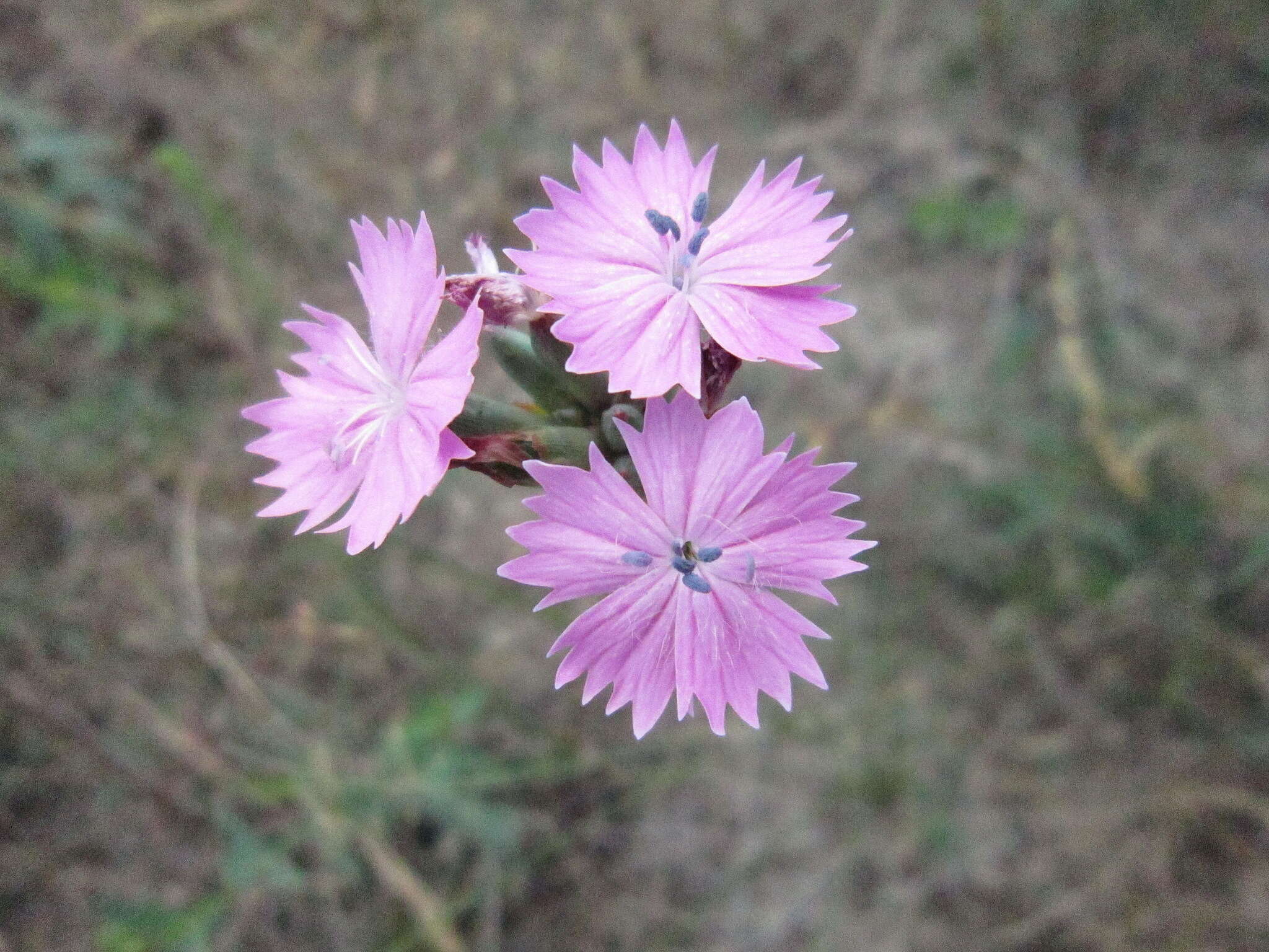 صورة Dianthus polymorphus Bieb.