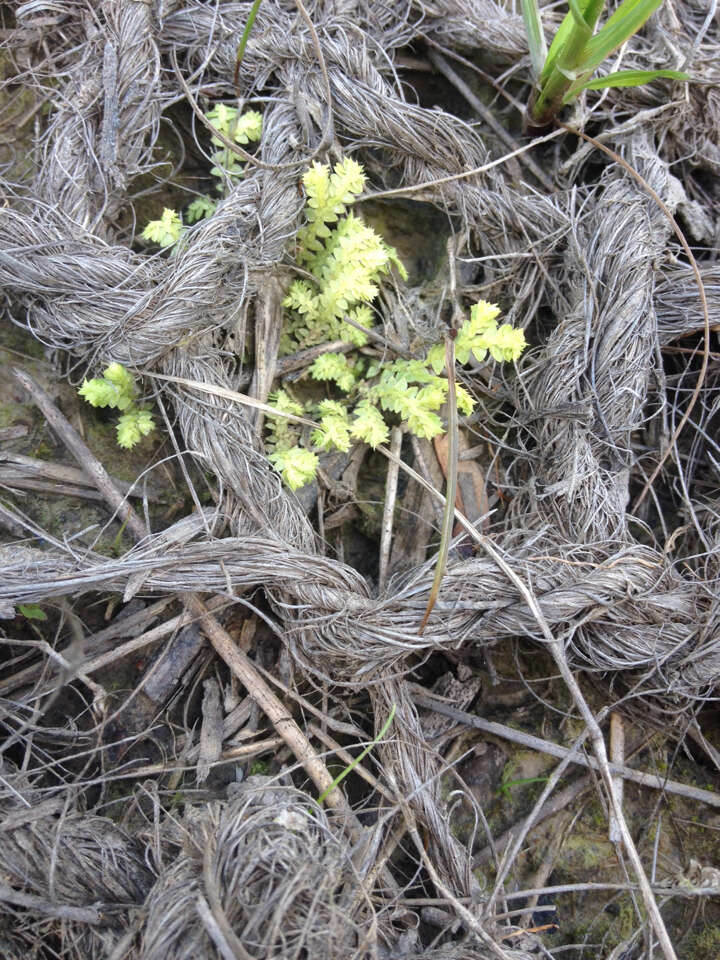 Image of Meadow Spike-Moss