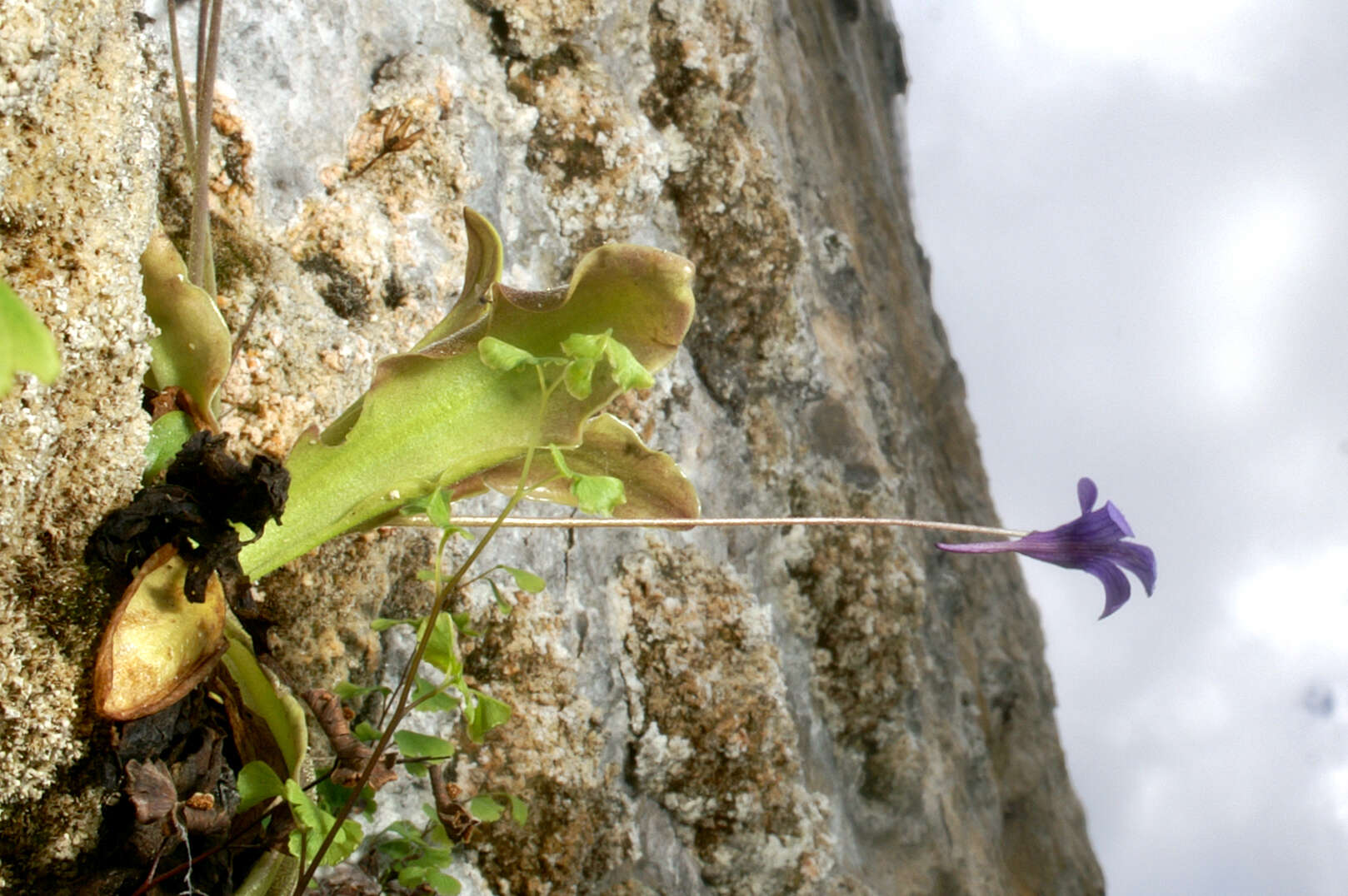 Image of Pinguicula caussensis (Casper) Roccia