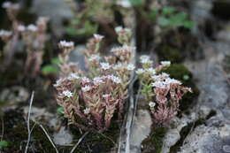 Sedum hispanicum L. resmi