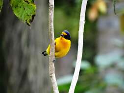 Euphonia violacea (Linnaeus 1758)的圖片