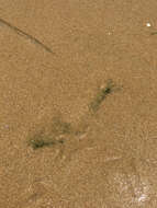 Image of Symsagittifera