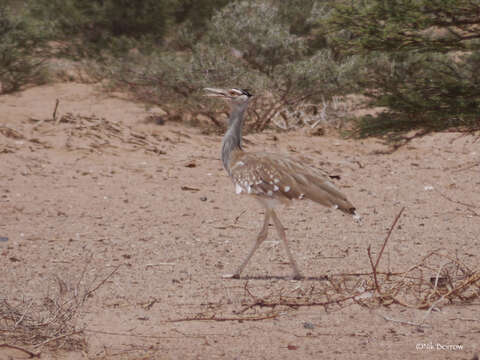 Image of Arabian Bustard