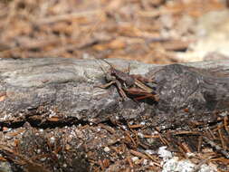 Image of Melanoplus mancus (Smith & L. M. 1868)