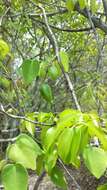 Image of Adenia olaboensis Clav.