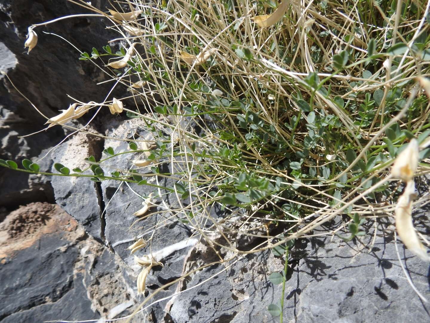 Image of Ackerman's milkvetch