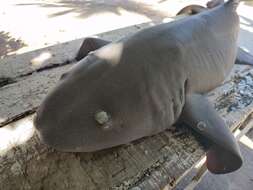 Image of Pacific nurse shark