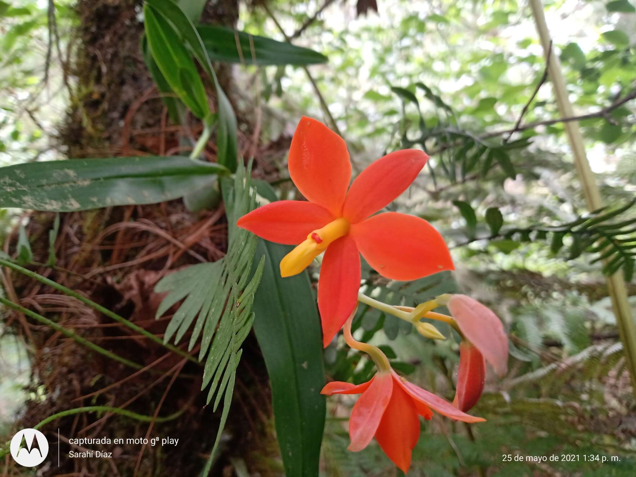 Image of Prosthechea vitellina (Lindl.) W. E. Higgins