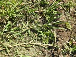 Image of Antelope Grass