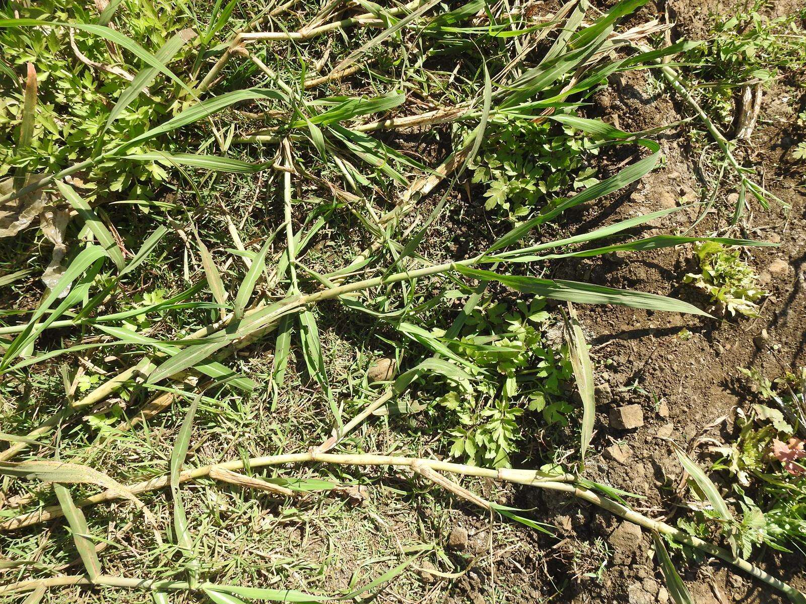 Image of Antelope Grass