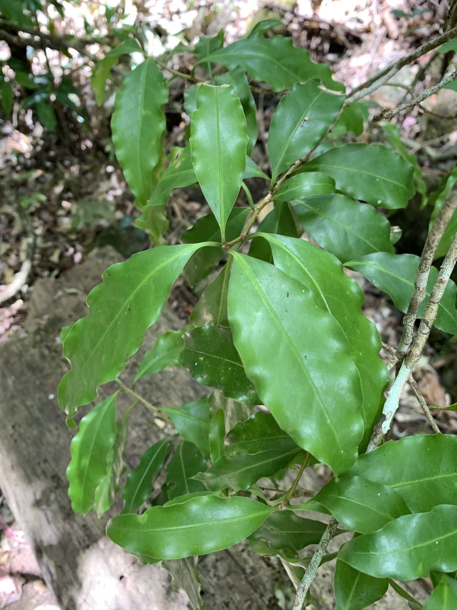 Imagem de Actephila lindleyi (Steud.) Airy Shaw