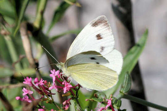 Image of Pieris mannii alpigena