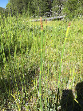 Image of smooth horsetail