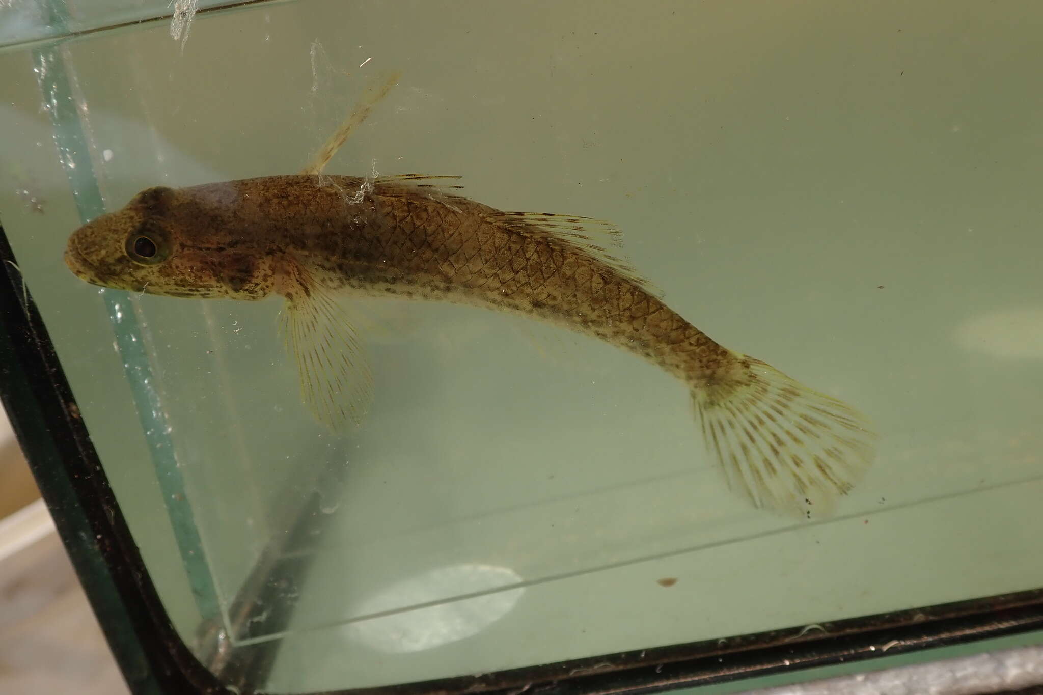 Glossogobius resmi