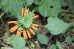 Image of Leonotis ocymifolia var. ocymifolia