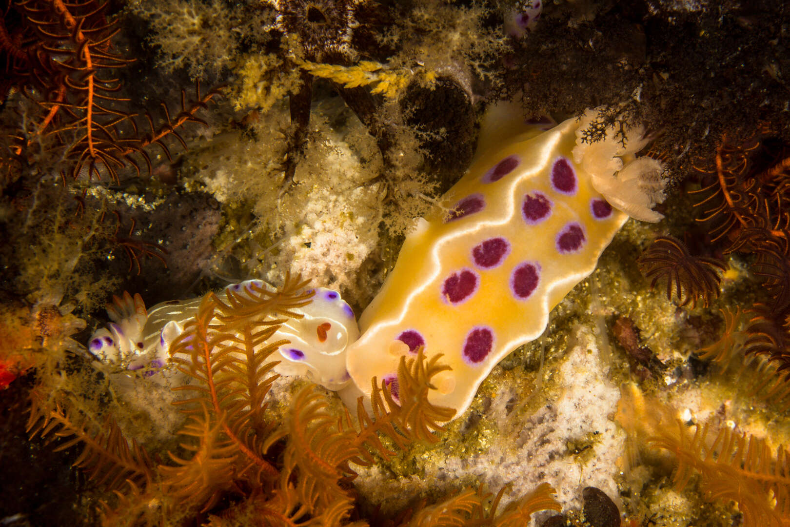 Image of Ceratosoma ingozi Gosliner 1996