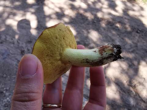 Image of Suillus collinitus (Fr.) Kuntze 1898