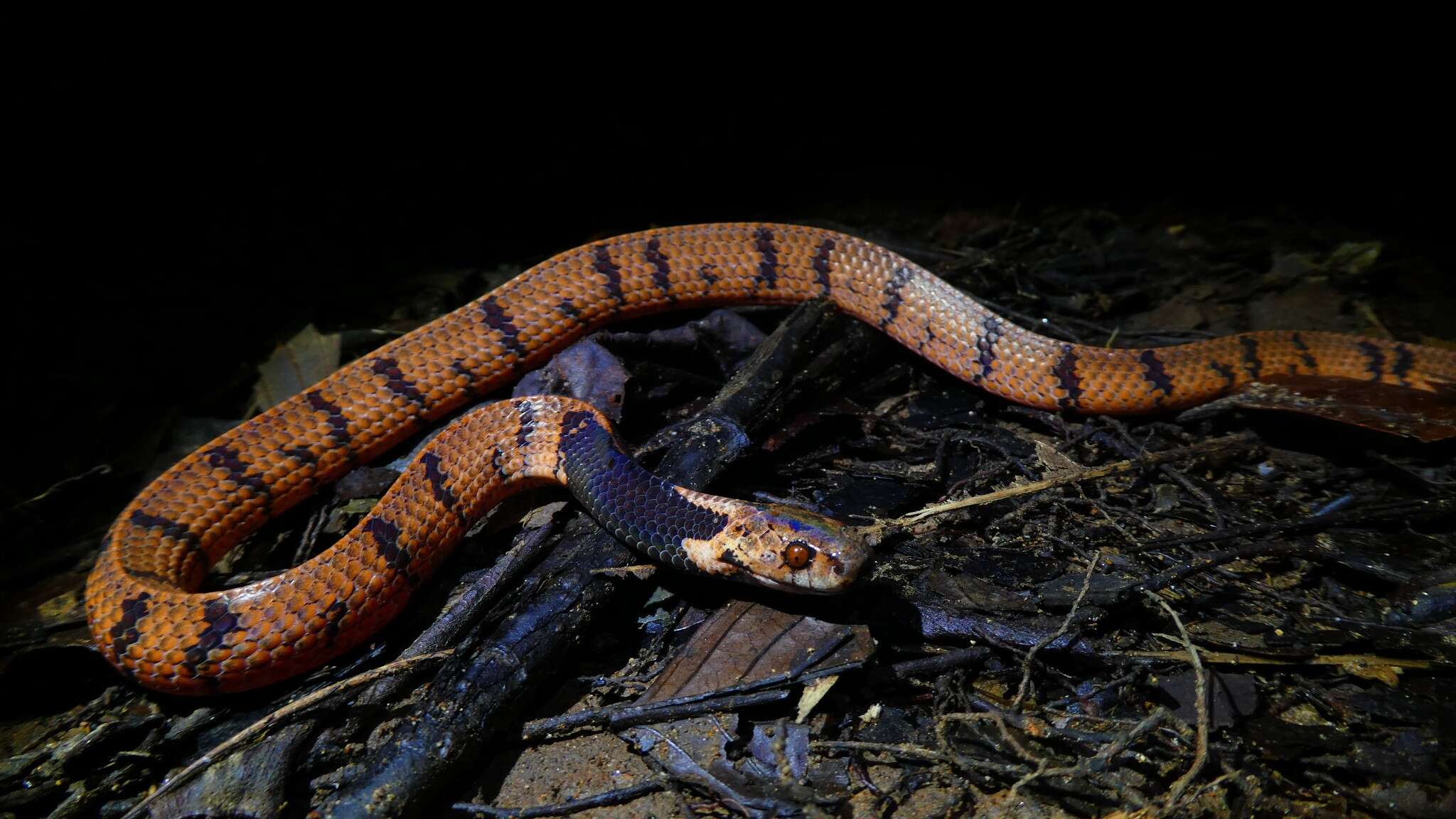 صورة Asthenodipsas borneensis