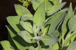 Image of <i>Pluchea <i>odorata</i></i> var. odorata