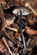 Image of Entoloma albidocoeruleum G. M. Gates & Noordel. 2007