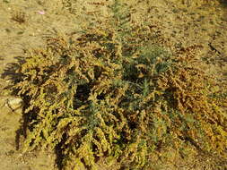 Image de Atriplex canescens (Pursh) Nutt.