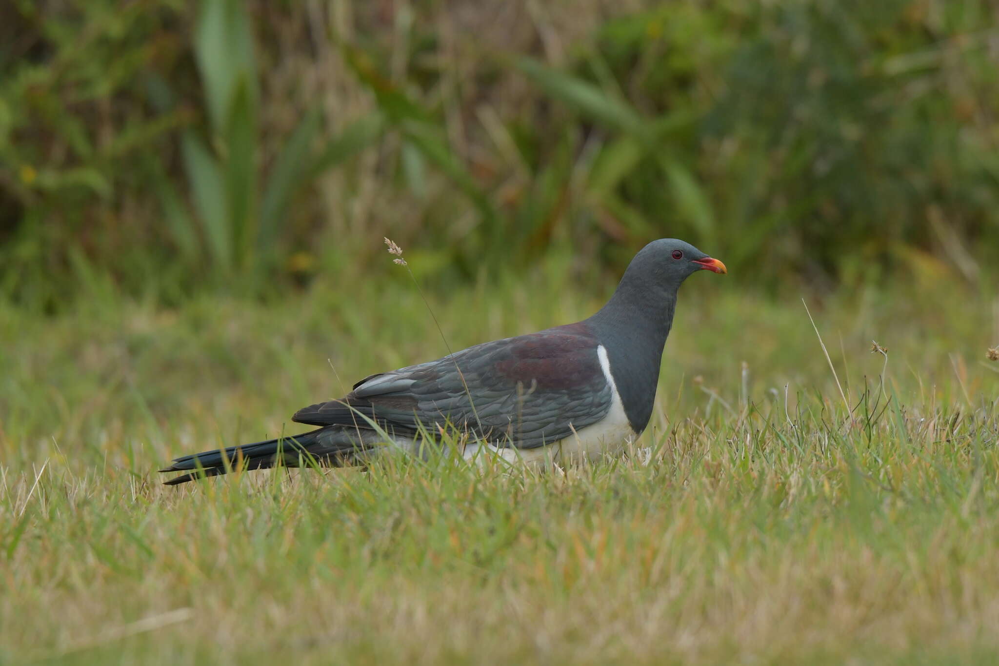 Image of Chatham Island pigeon