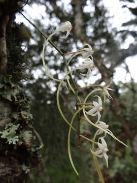 Image of Ypsilopus erectus (P. J. Cribb) P. J. Cribb & J. Stewart