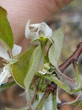 Image of roundleaf serviceberry