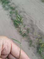 Image of small love grass