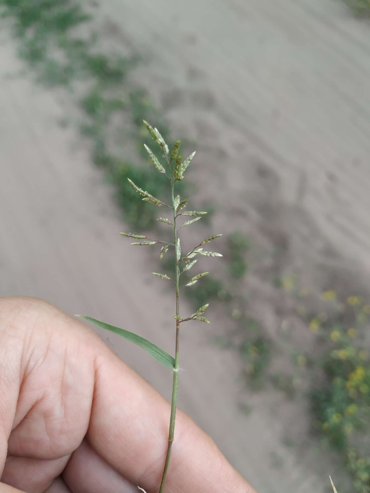 Image of small love grass