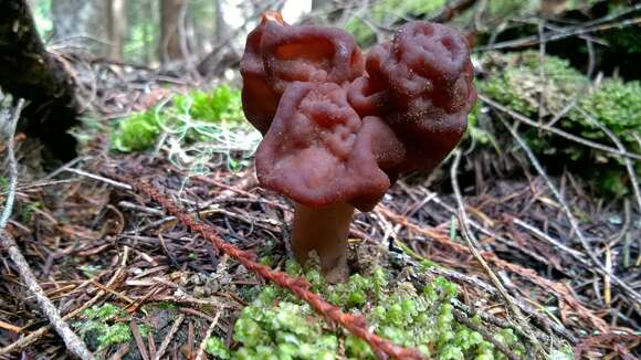 Image of Gyromitra esculenta (Pers.) Fr. 1849