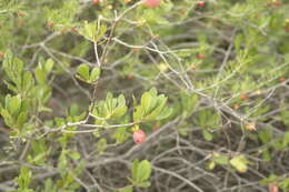 Sivun Diospyros lycioides subsp. lycioides kuva