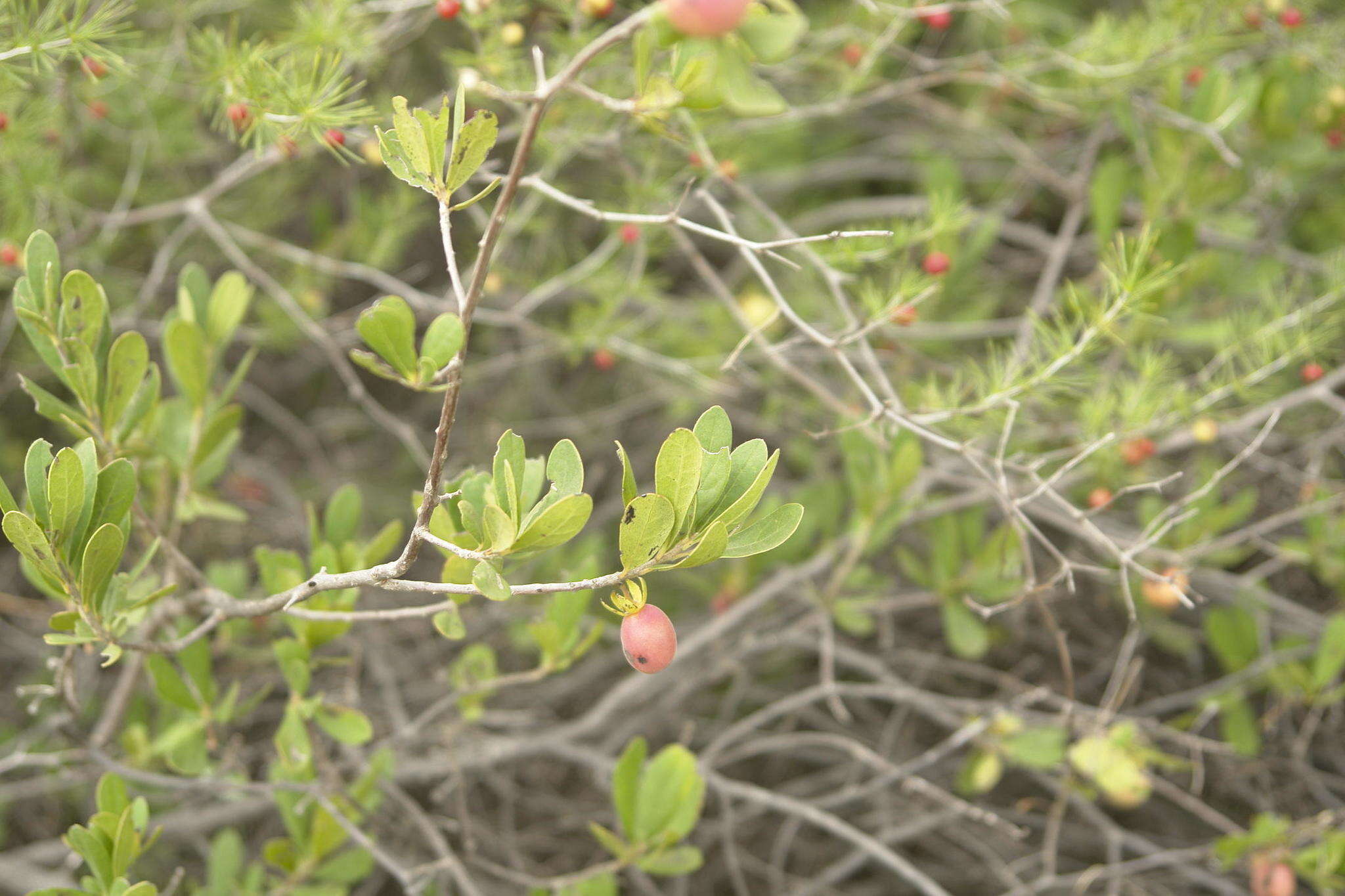 Image of Diospyros lycioides subsp. lycioides