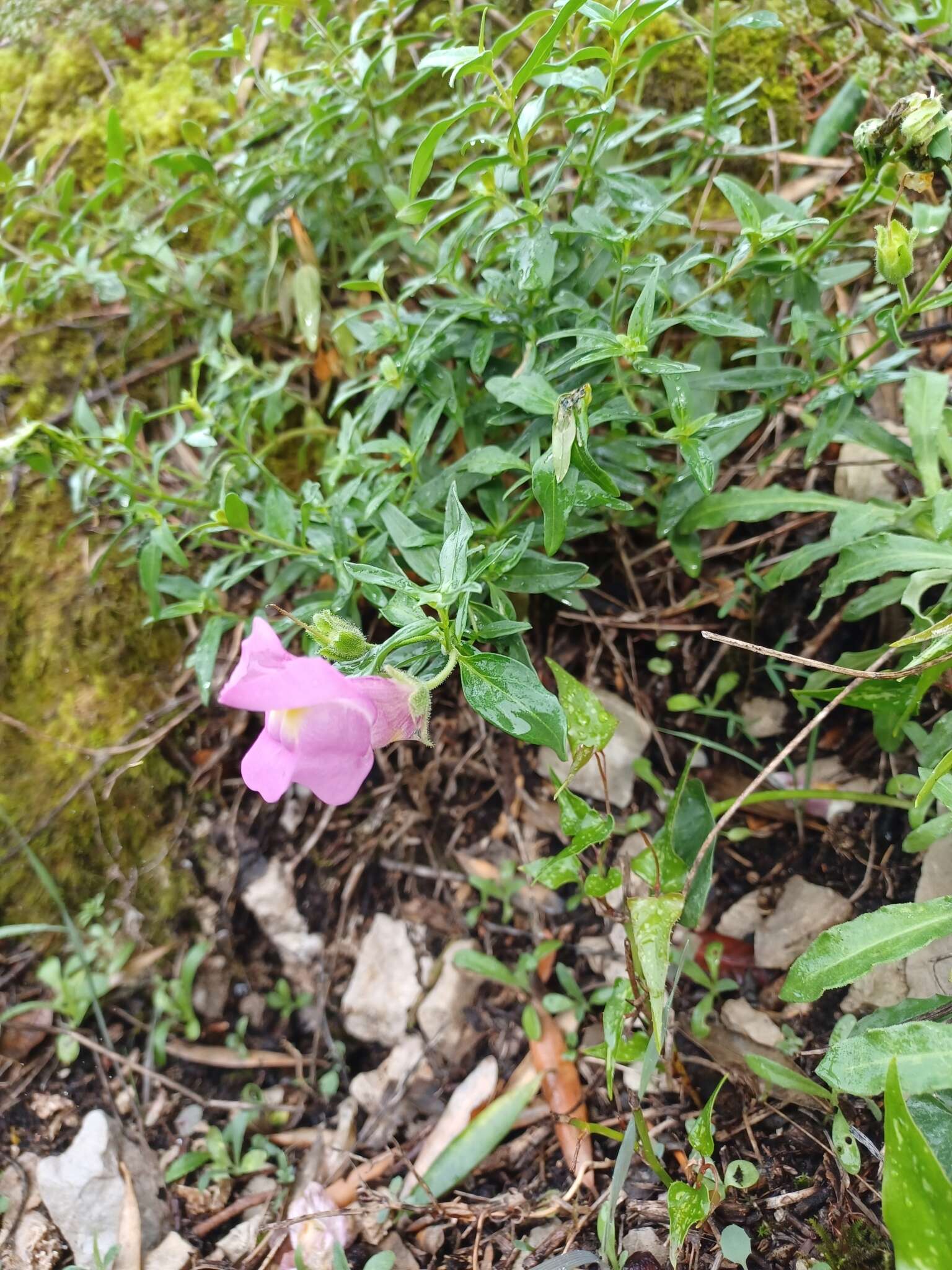 Image de Antirrhinum linkianum Boiss. & Reuter