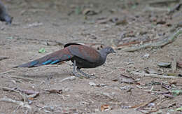 Image of Mountain Peacock-Pheasant