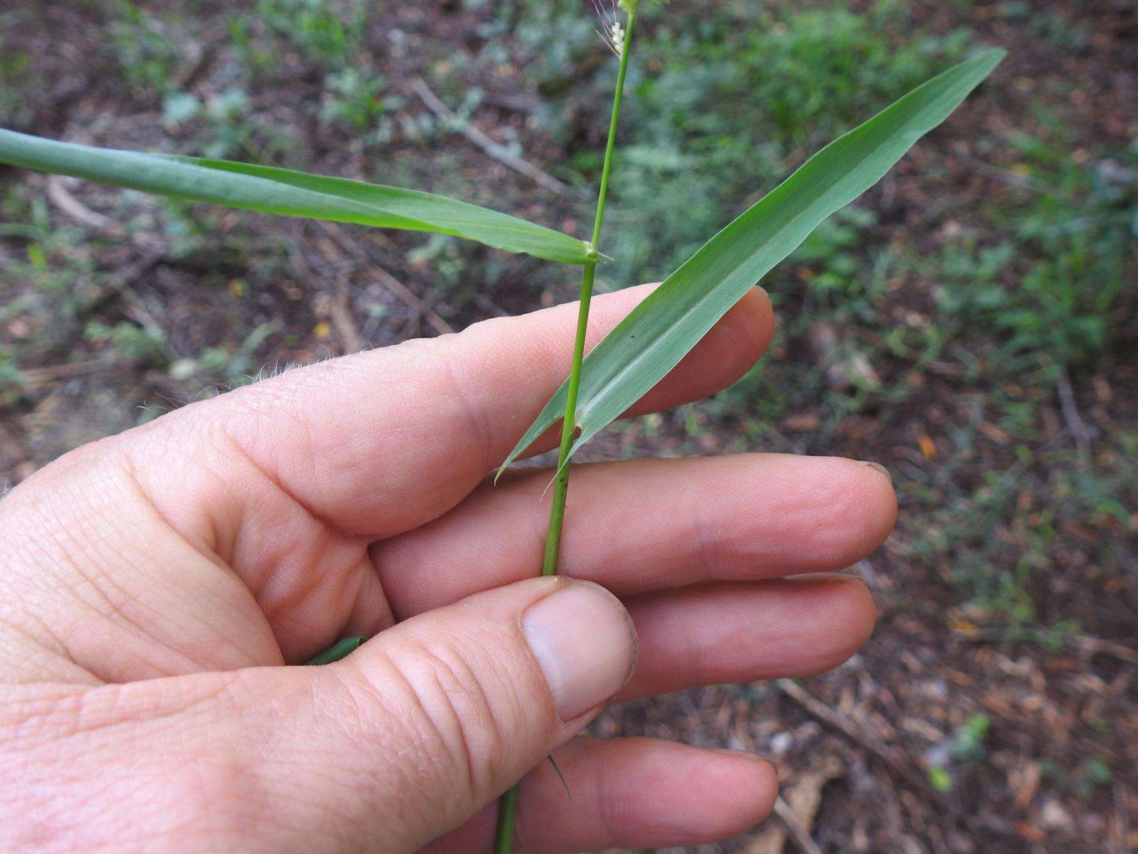 Plancia ëd Setaria sagittifolia (A. Rich.) Walp.