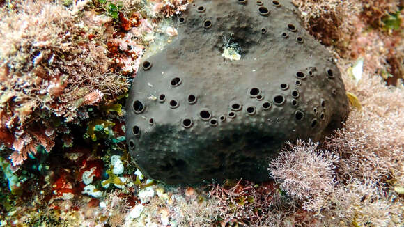 Image of black leather sponge