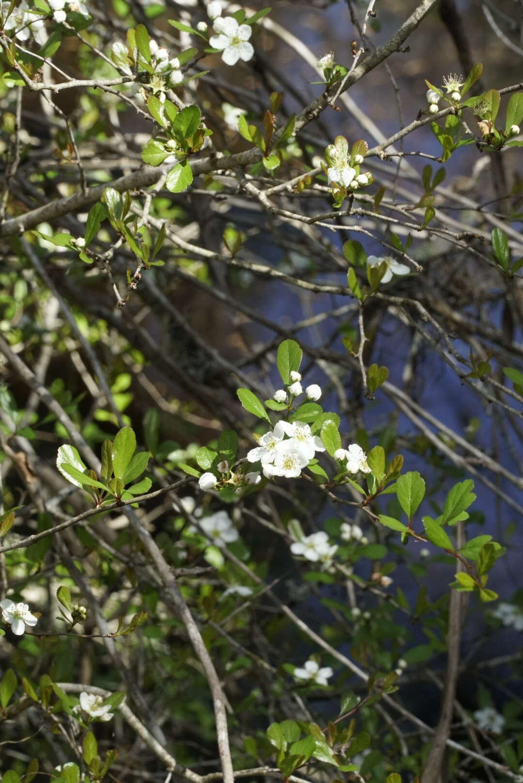 Image of may hawthorn