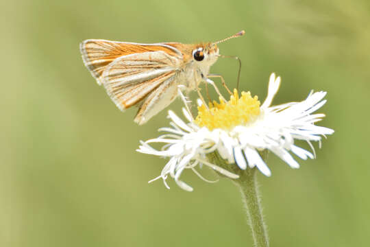 Image of Southern Skipperling