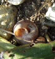 Image of dune snail