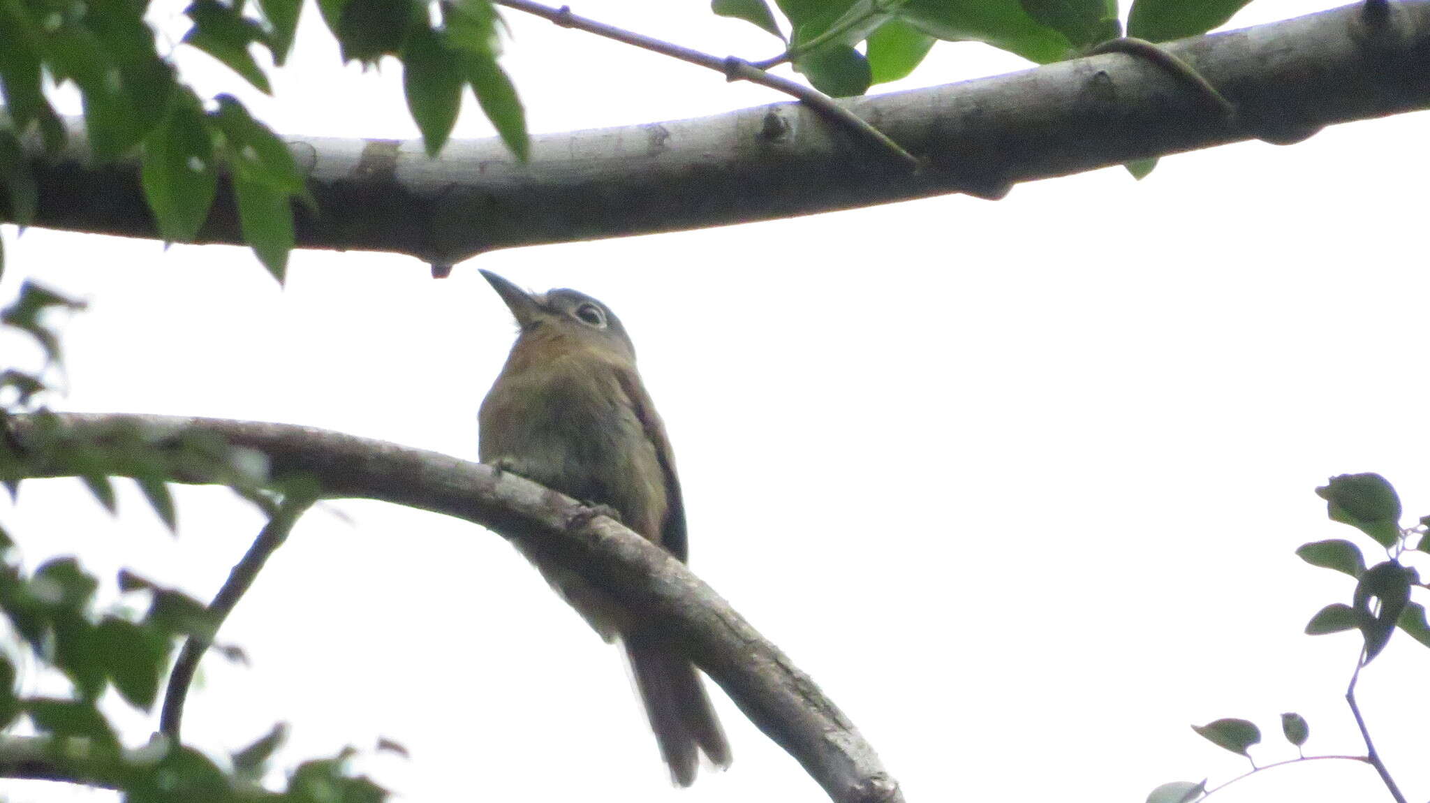 Image of Rusty-breasted Nunlet