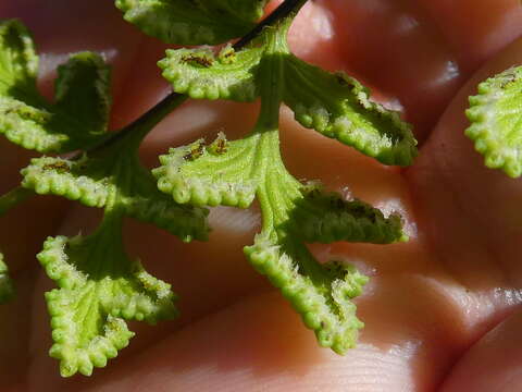 Image of Cheilanthes capensis (Thunb.) Sw.