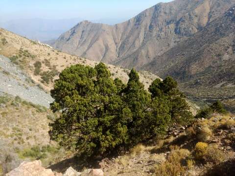 Image of Cordilleran Cypress