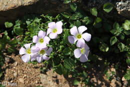 Sivun Oxalis comosa E. Mey. ex Harv. & Sond. kuva