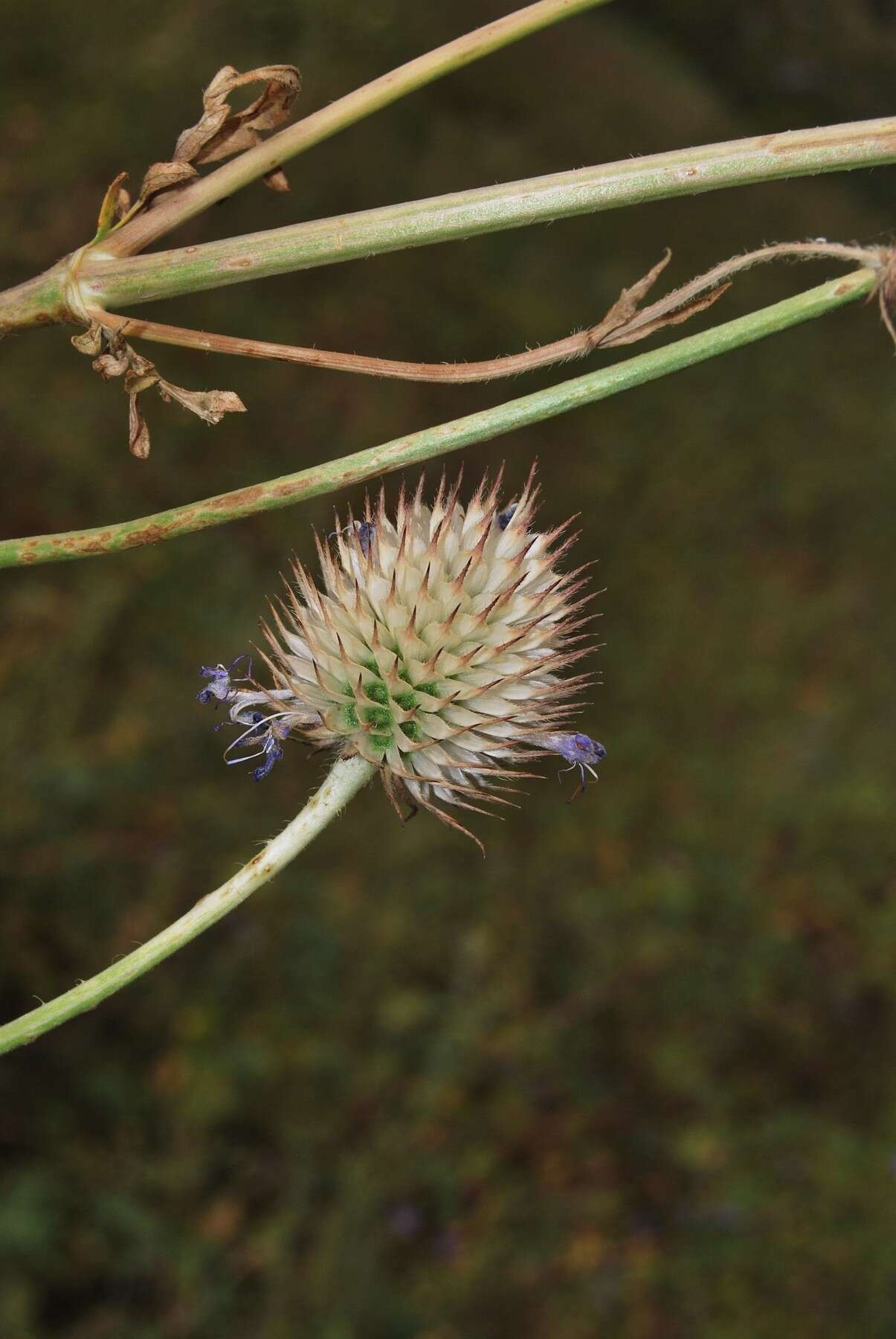 Image de Dipsacus azureus Schrenk