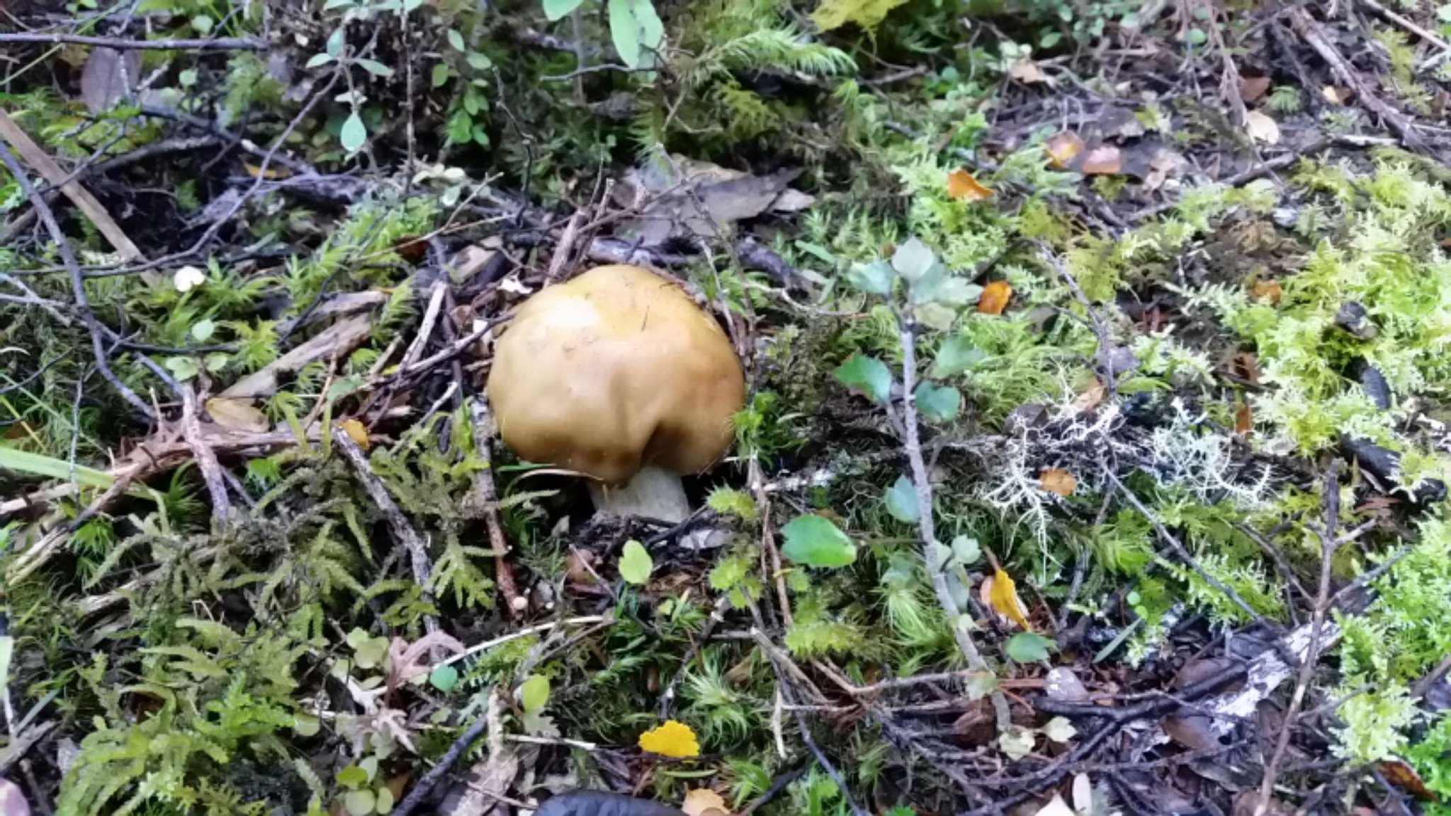 Image of Cortinarius epiphaeus (E. Horak) Peintner & M. M. Moser 2002